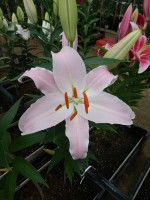 [4280 Oder Mak No02.JPG]